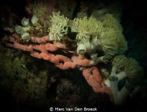 necklace of coral by Marc Van Den Broeck 